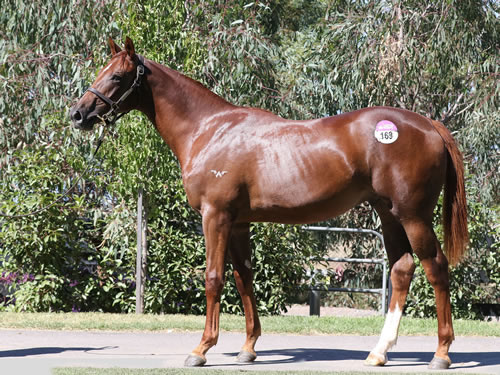 WRITTEN TYCOON x OUR HOLLYWOOD MISS COLT..
